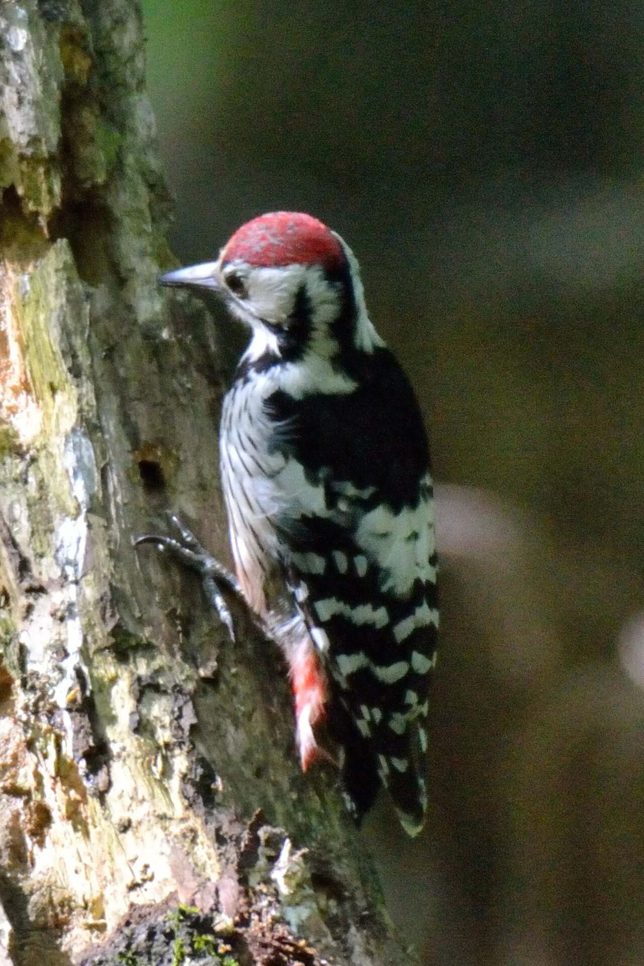 White-backed Woodpecker (Dendrocopos leucotos) — photo 6 of 6