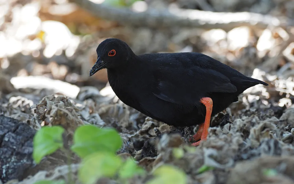 Spotted Crake (Porzana porzana) — photo 2 of 3