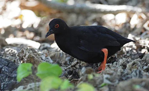 Spotted Crake (Porzana porzana) — photo 2 of 3