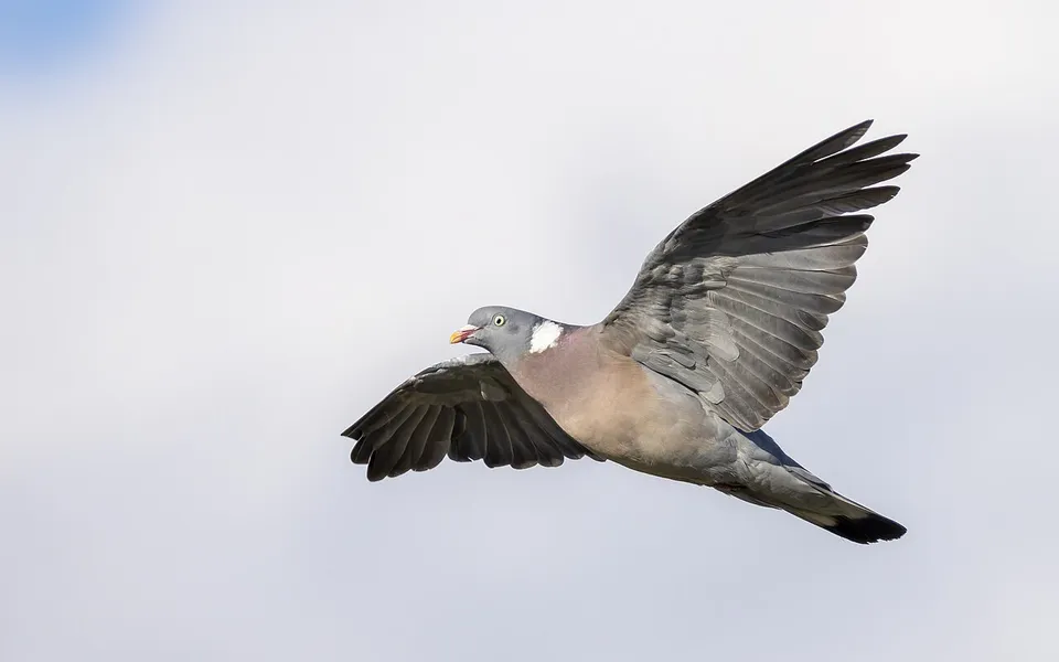 Common Wood-Pigeon (Columba palumbus) — photo 2 of 4