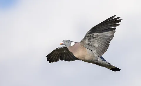 Common Wood-Pigeon (Columba palumbus) — photo 2 of 4