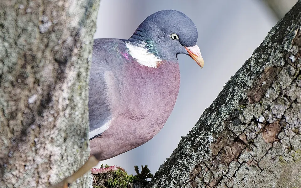 Common Wood-Pigeon (Columba palumbus) — photo 4 of 4