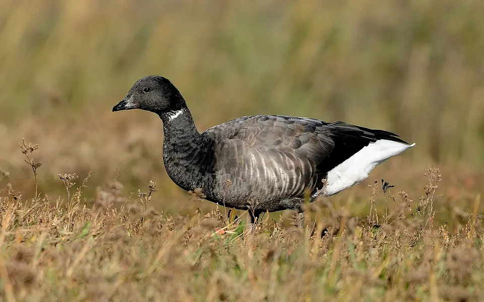 Brant (Branta bernicla) — photo 3 of 3