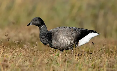 Brant (Branta bernicla) — photo 3 of 3
