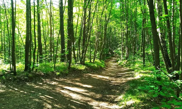 Ichalkovskiy bor