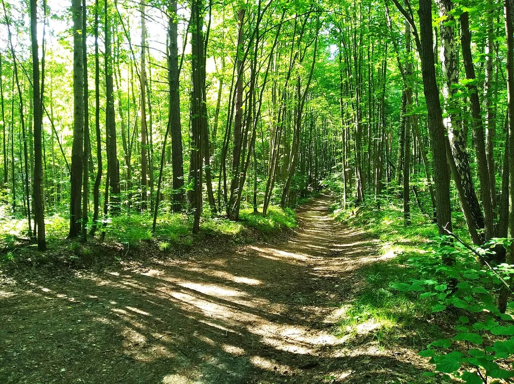 Ichalkovskiy bor