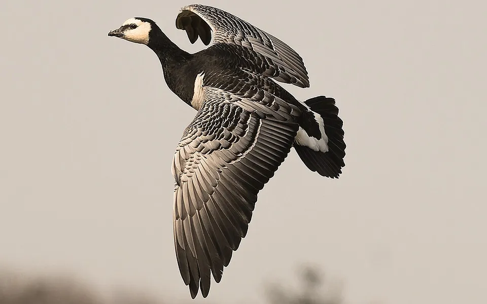 Barnacle Goose (Branta leucopsis) — photo 1 of 4