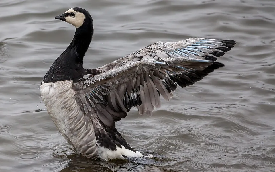 Barnacle Goose (Branta leucopsis) — photo 2 of 4