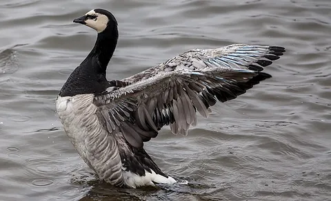 Barnacle Goose (Branta leucopsis) — photo 2 of 4