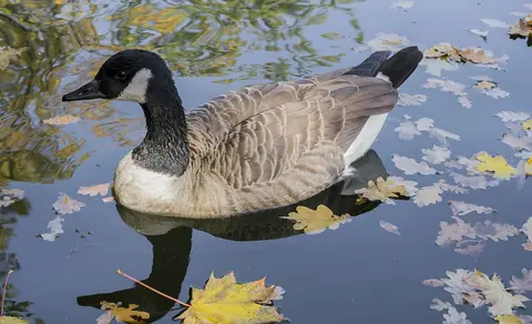 Canada Goose (Branta canadensis) — photo 2 of 5