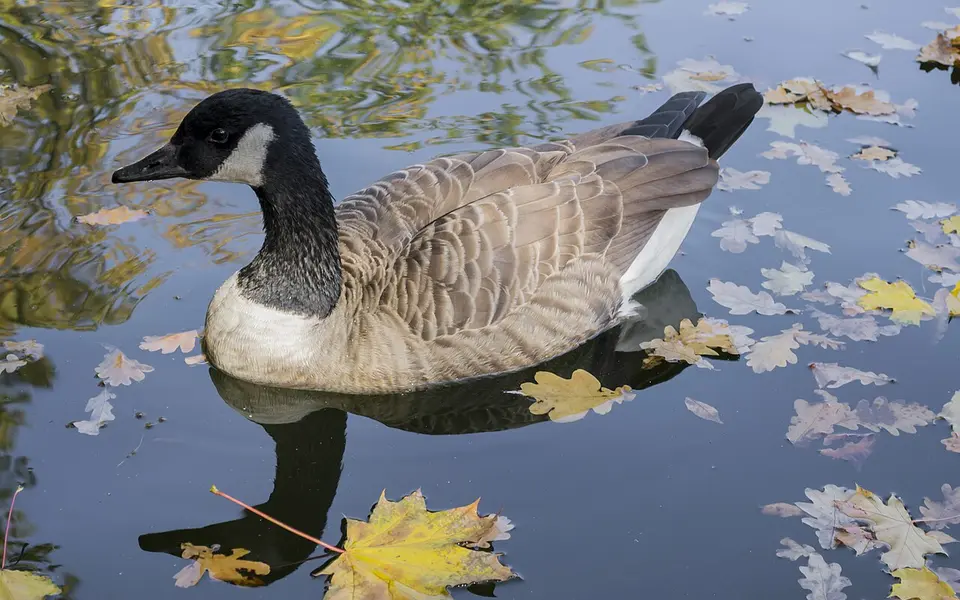 Canada Goose (Branta canadensis) — photo 2 of 5