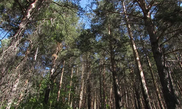 Uktusskiy lesnoy park