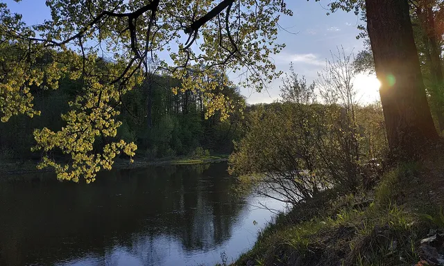 roscha Solovi