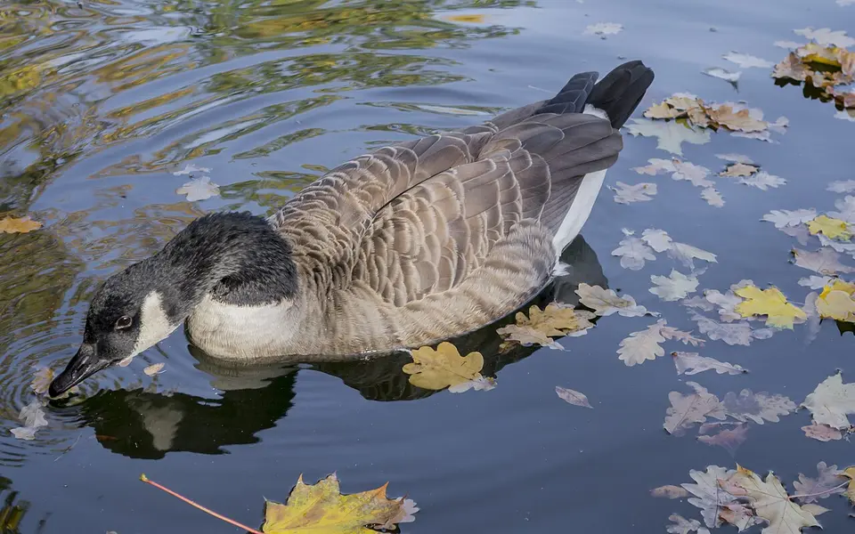 Canada Goose (Branta canadensis) — photo 4 of 5