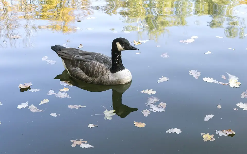 Canada Goose (Branta canadensis) — photo 5 of 5