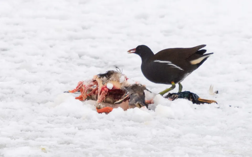 Eurasian Moorhen (Gallinula chloropus) — photo 5 of 6
