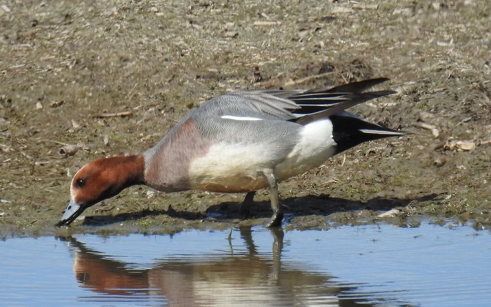 Eurasian Wigeon (Mareca penelope) — photo 4 of 5