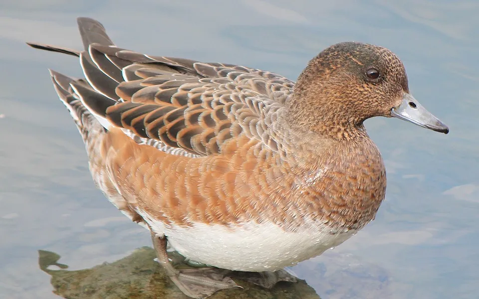 Eurasian Wigeon (Mareca penelope) — photo 5 of 5