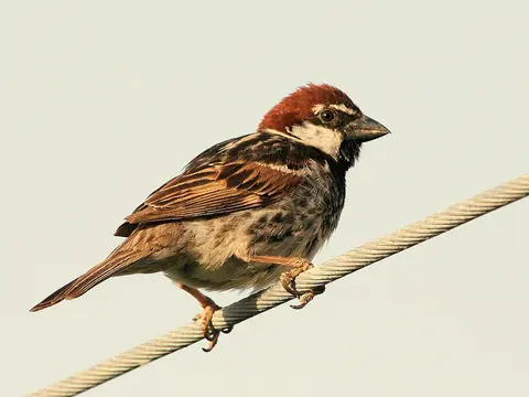 Spanish Sparrow