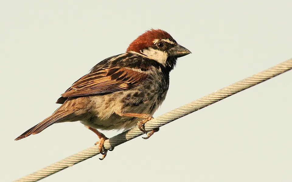 Spanish Sparrow (Passer hispaniolensis) — photo 1 of 7