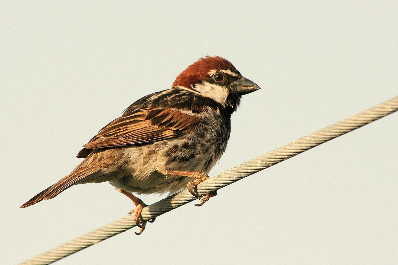 Spanish Sparrow (Passer hispaniolensis) — photo 1 of 7