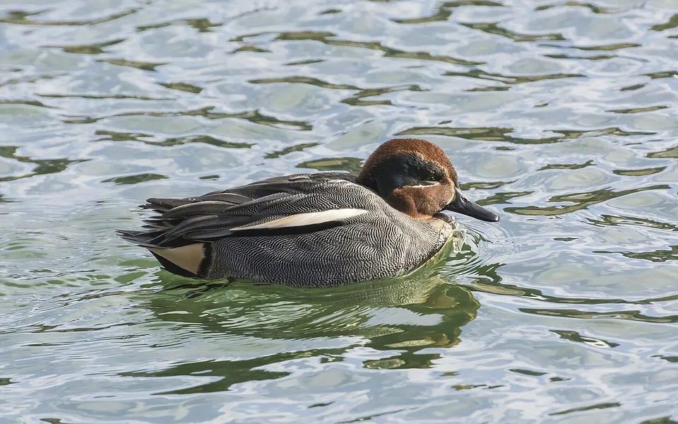 Green-winged Teal (Anas crecca) — photo 2 of 4