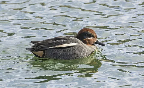 Green-winged Teal (Anas crecca) — photo 2 of 4