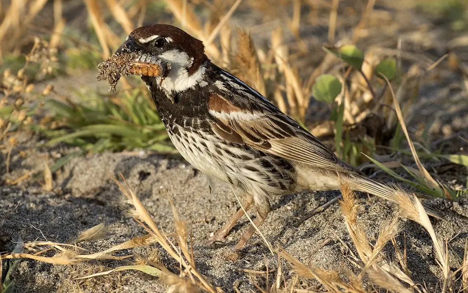 Spanish Sparrow (Passer hispaniolensis) — photo 2 of 7