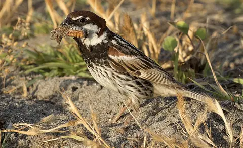 Spanish Sparrow (Passer hispaniolensis) — photo 2 of 7