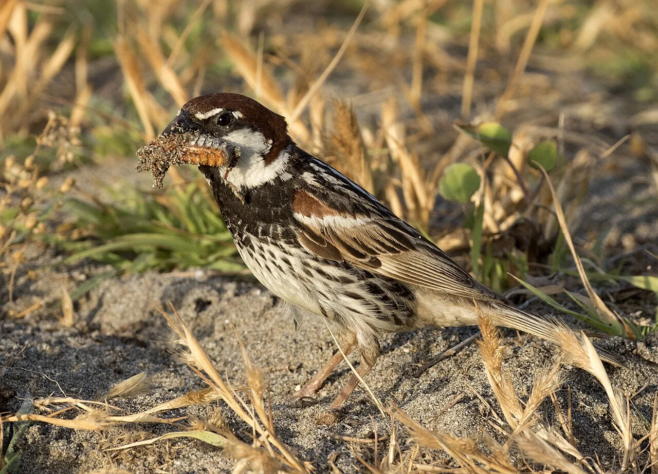 Spanish Sparrow (Passer hispaniolensis) — photo 2 of 7