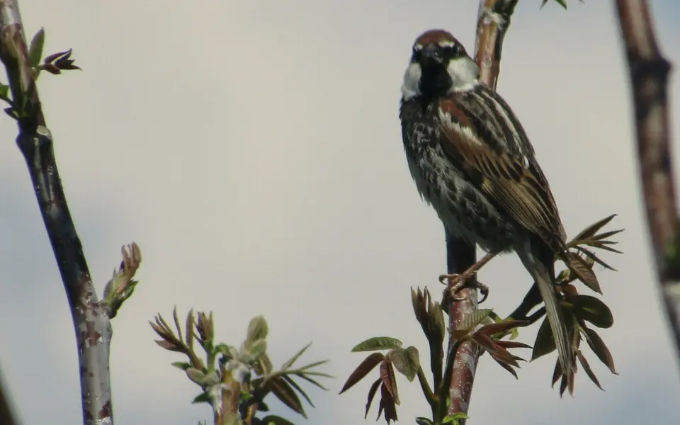 Spanish Sparrow (Passer hispaniolensis) — photo 3 of 7
