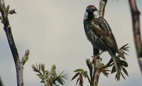 Spanish Sparrow (Passer hispaniolensis) — photo 3 of 7
