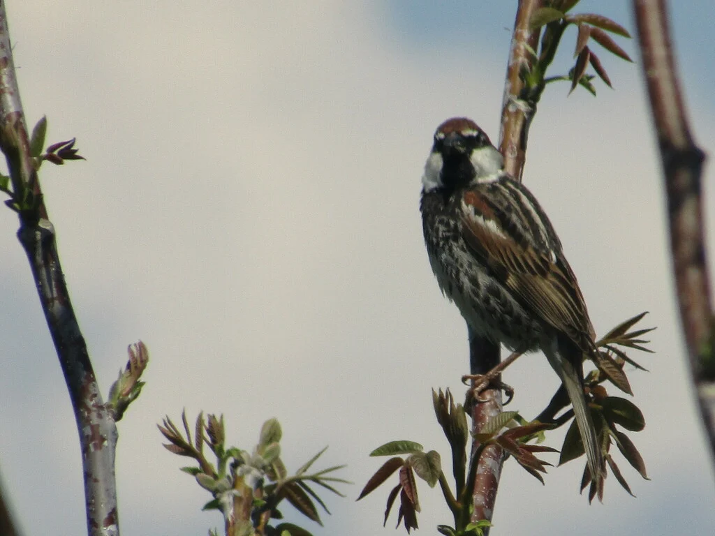 Spanish Sparrow (Passer hispaniolensis) — photo 3 of 7
