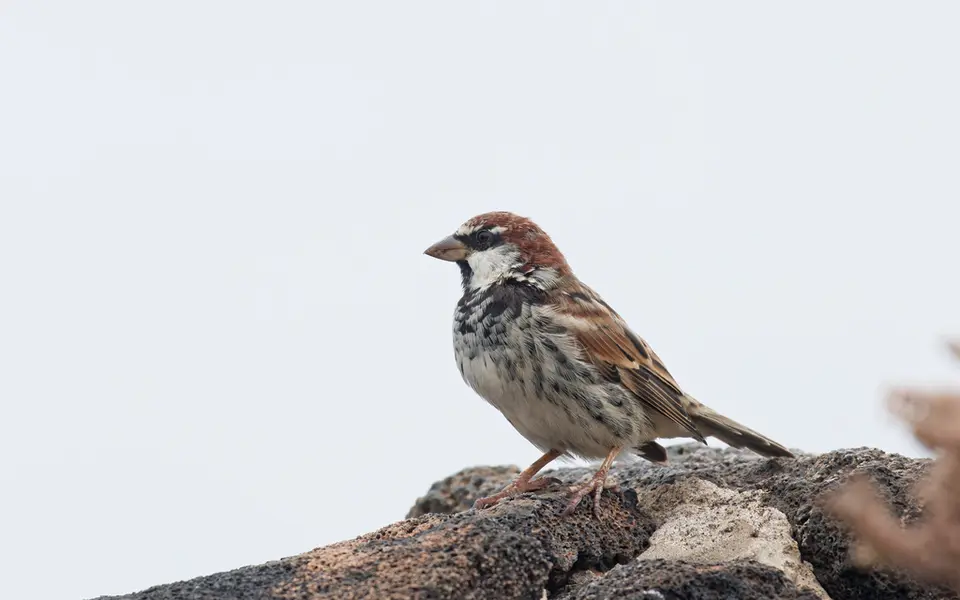 Spanish Sparrow (Passer hispaniolensis) — photo 4 of 7