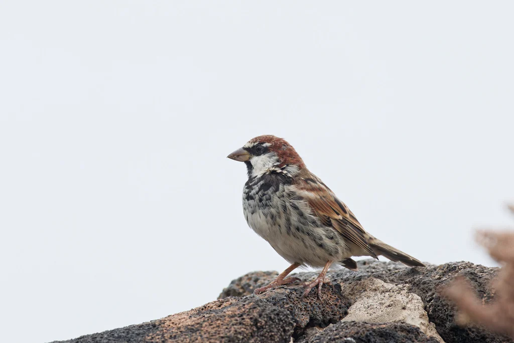 Spanish Sparrow (Passer hispaniolensis) — photo 4 of 7