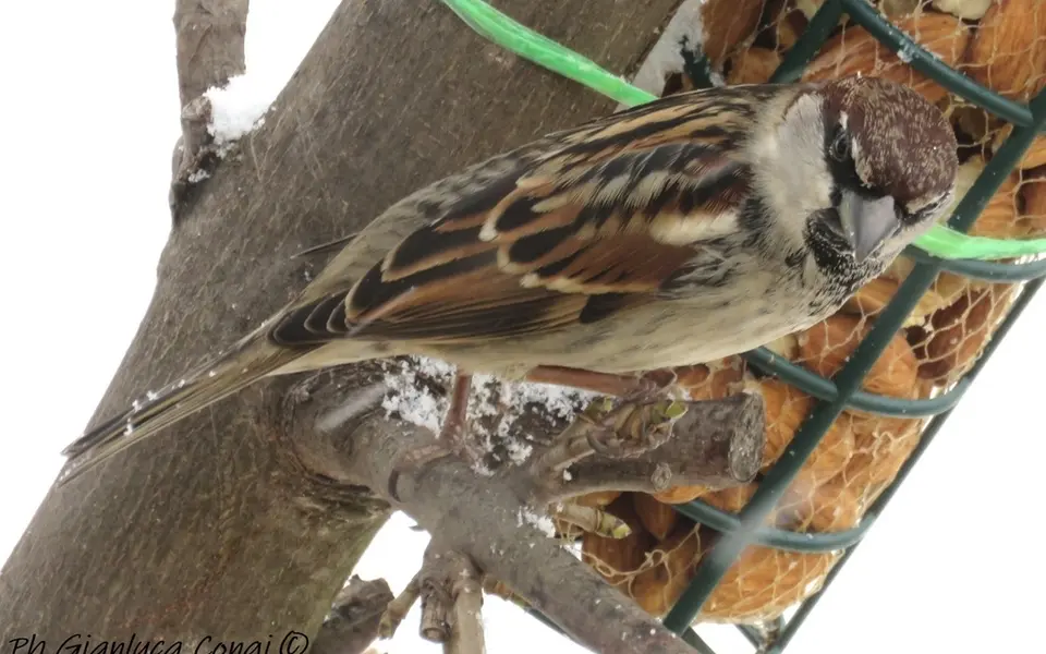 Spanish Sparrow (Passer hispaniolensis) — photo 5 of 7