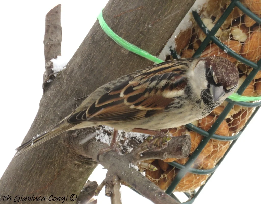 Spanish Sparrow (Passer hispaniolensis) — photo 5 of 7