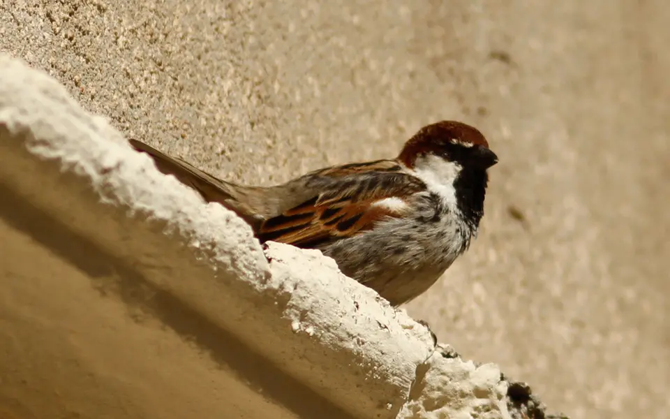 Spanish Sparrow (Passer hispaniolensis) — photo 6 of 7