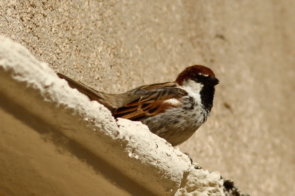 Spanish Sparrow (Passer hispaniolensis) — photo 6 of 7