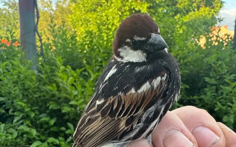 Spanish Sparrow (Passer hispaniolensis) — photo 7 of 7