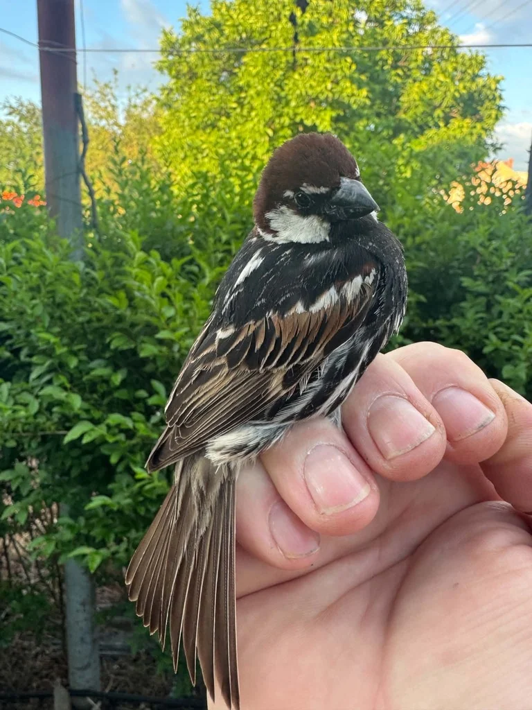 Spanish Sparrow (Passer hispaniolensis) — photo 7 of 7