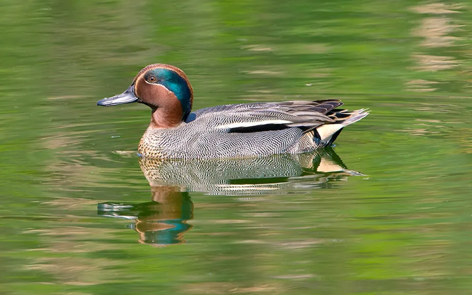 Green-winged Teal (Anas crecca) — photo 4 of 4