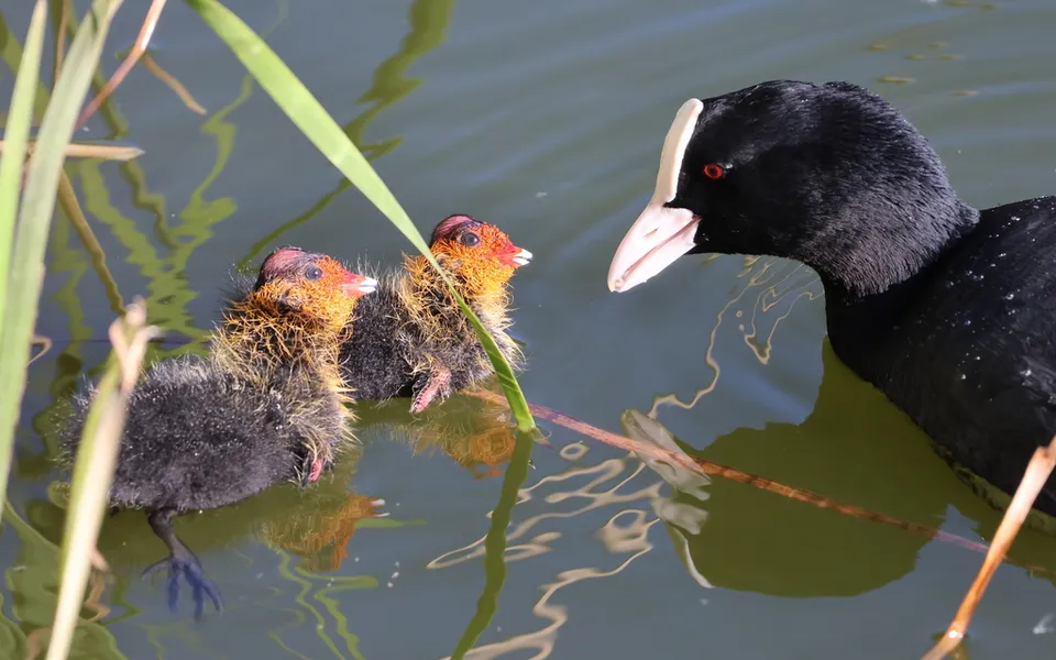 Eurasian Coot (Fulica atra) — photo 4 of 4