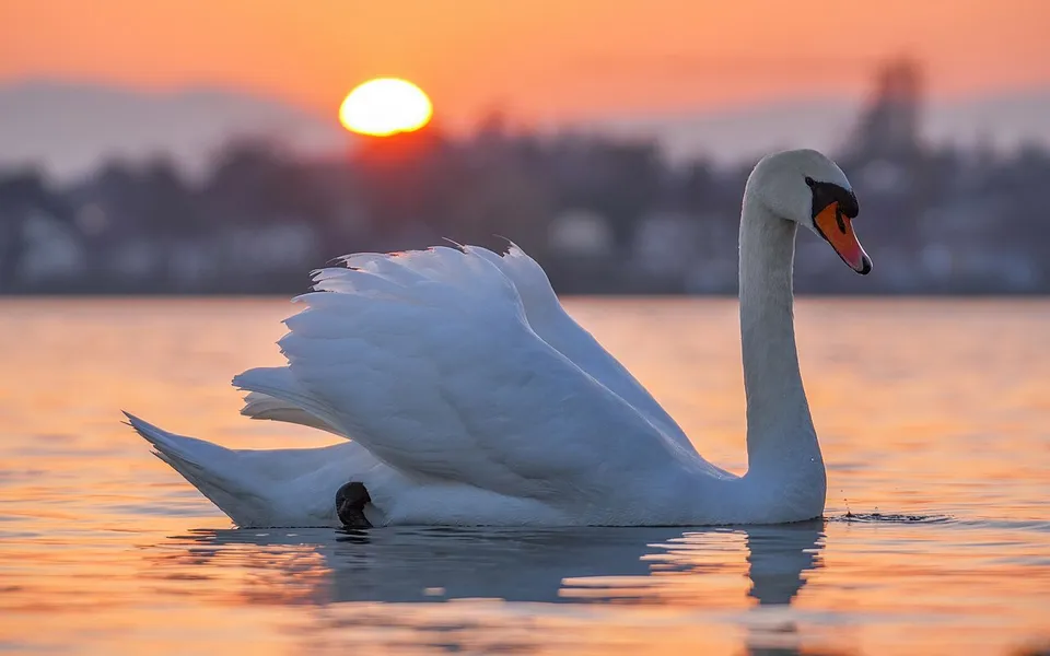 Mute Swan (Cygnus olor) — photo 1 of 3