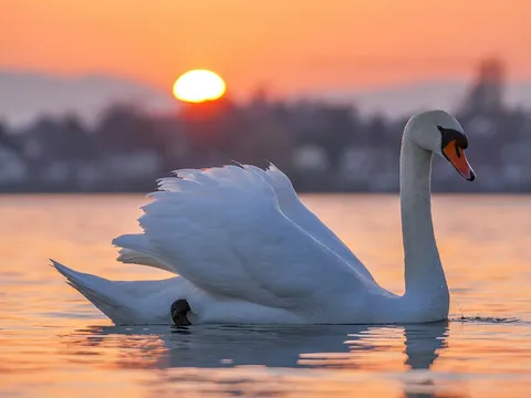 Mute Swan