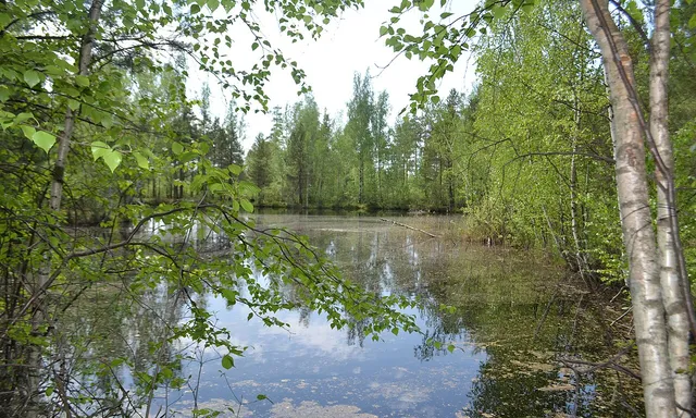 Zakaznik "Cherustinskiy les"
