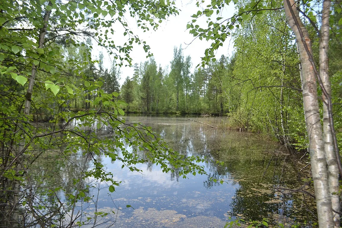 Zakaznik "Cherustinskiy les"