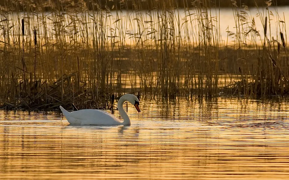 Mute Swan (Cygnus olor) — photo 3 of 3