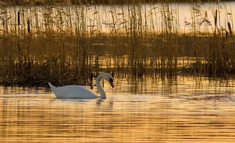 Mute Swan (Cygnus olor) — photo 3 of 3
