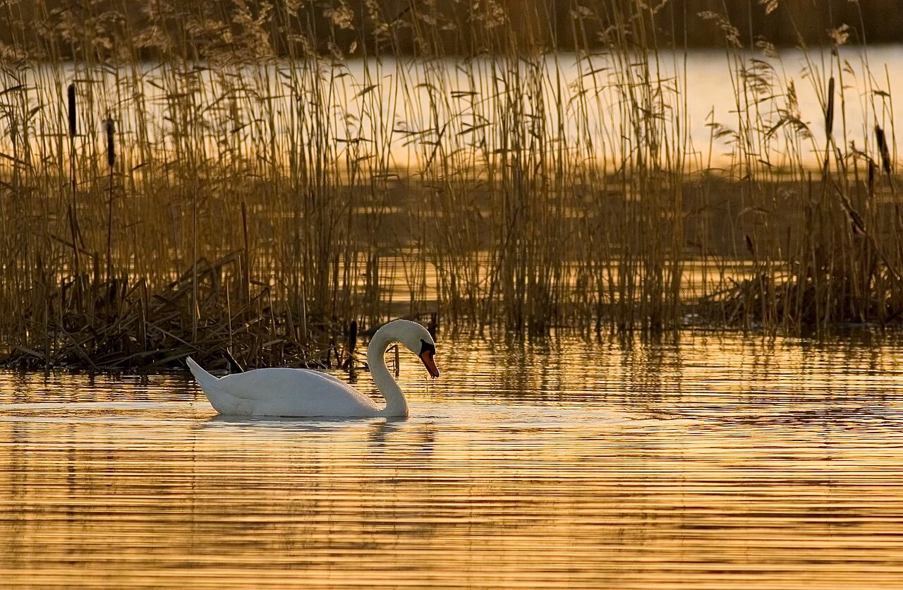 Mute Swan (Cygnus olor) — photo 3 of 3